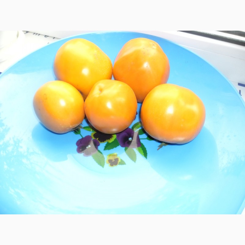 Фото 13. Продам отборные семена арбуза, дыни, помидор, огурца, перца, тыквы, фасоли, цветов