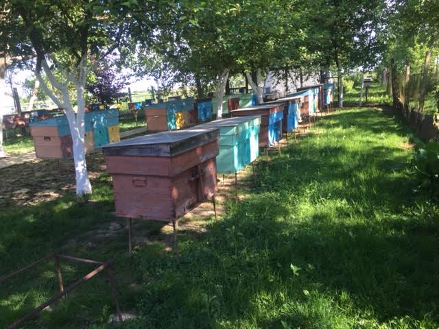 Фото 5. Продам пчеломатки Карпатки 2020г