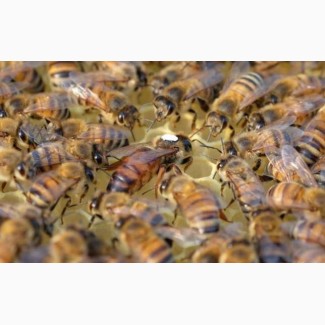 Пчеломатки Неплодные