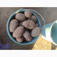 Продам картоплю Беллароза (Белла Роса)