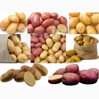 Продаж картоплі насіннєвої