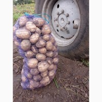 Картопля товарна, сортів: Белла Росса, Більмонда