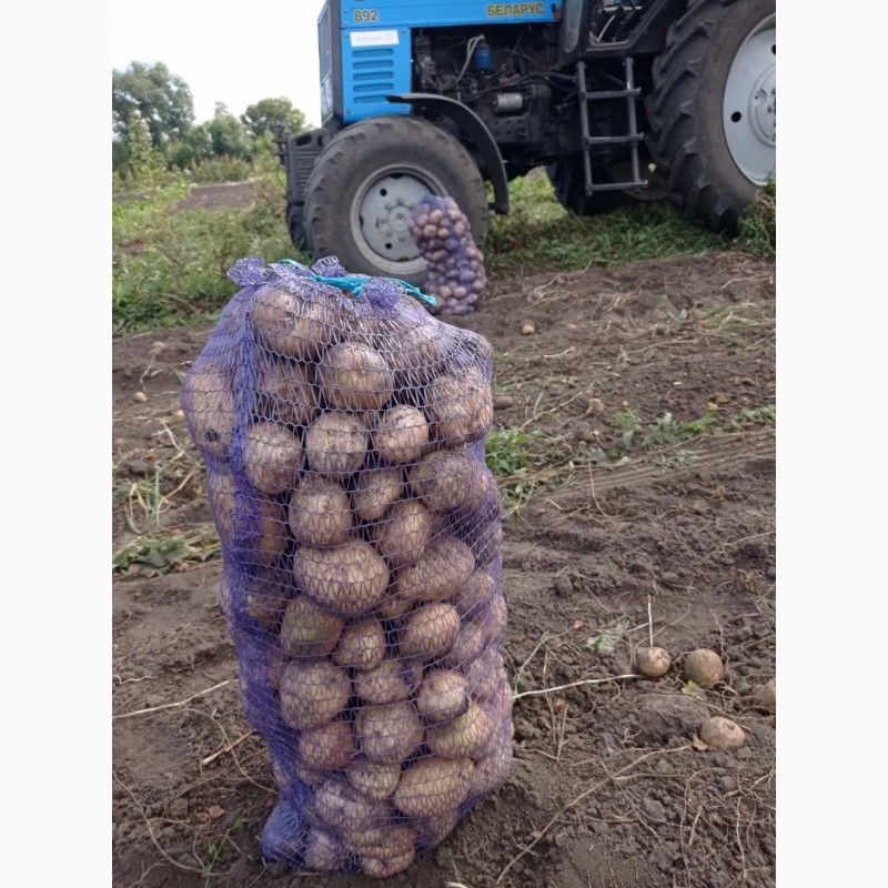 Фото 2. Картопля товарна, сортів: Белла Росса, Більмонда