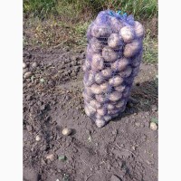 Картопля товарна, сортів: Белла Росса, Більмонда