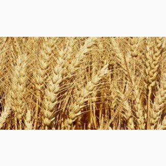 Купуємо фуражну пшеницю з місця