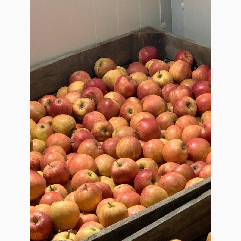 Фото 5. Продам оптом яблука фрешовані з холодильника