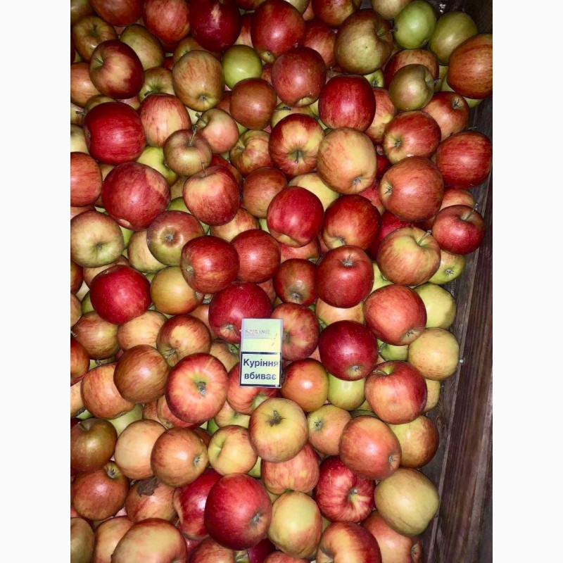 Фото 6. Продам оптом яблука фрешовані з холодильника