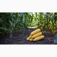 Продам кукурудзу 2000 тонн, Київська обл