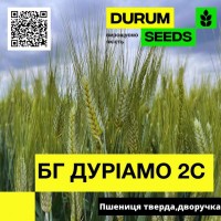 Насіння пшениці BG Duriamo 2S (дворучка / тверда) Durum Seeds