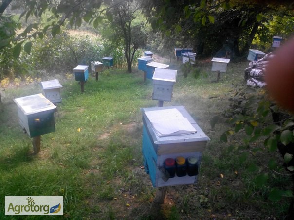 Фото 2. Пчелиная матка степной украинской породы плодная. Украина