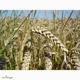 Семена пшеницы озимой - сорт Богдана. 1 репродукция