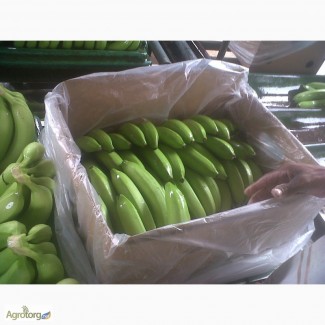 Бананы из Эквадора оптом