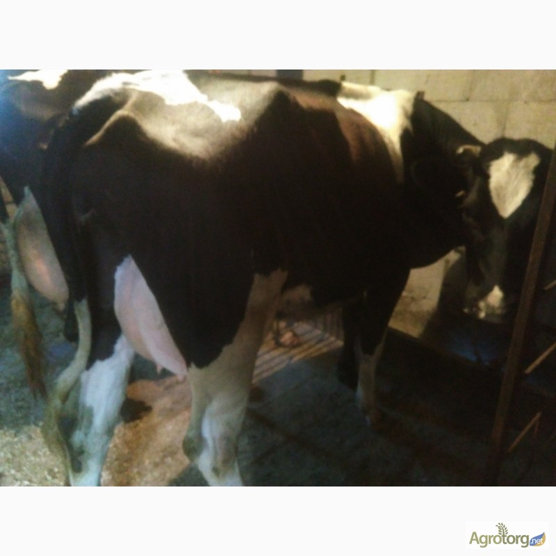 Фото 3. Продам молодые дойные коровы