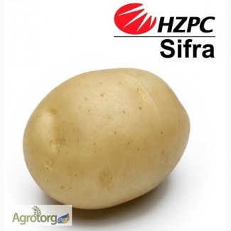 Семена картофеля Сифра