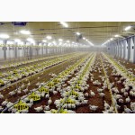 Продам полнорационные комбикорма от производителя для птиц и животных