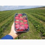 Продам ягоду клубники оптом (июль, август, сентябрь 2017)