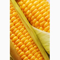Купим кукурузу(Фуражную)