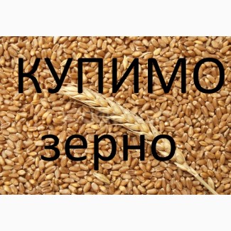 Компанія купує пшеницю 3-6 клас з місця по Волинській області