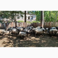 Продаем баранов, овец, ягнят Романовской мясной породы на мясо