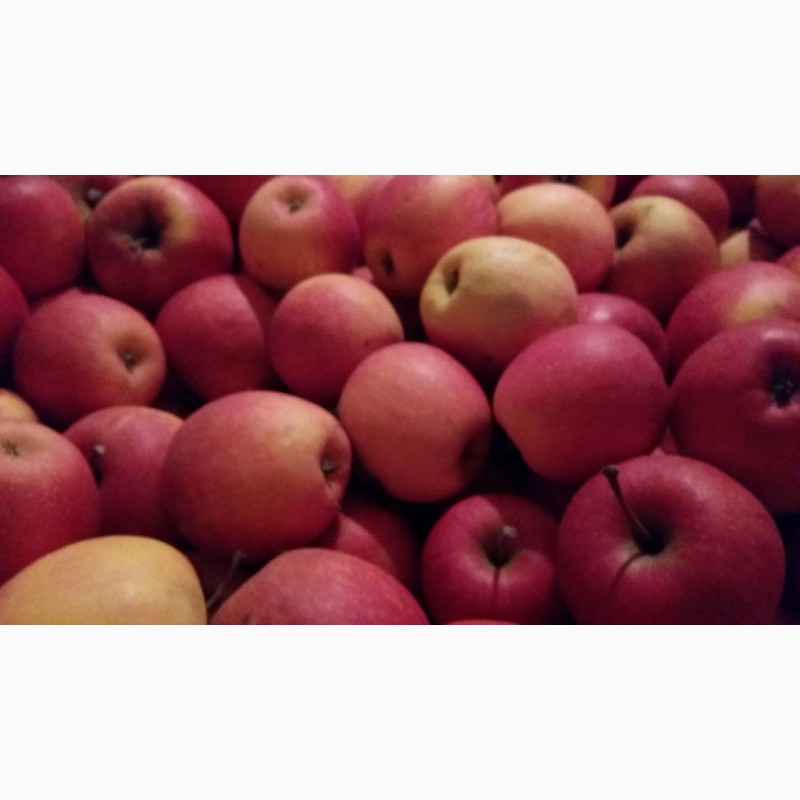 Фото 10. Продам яблоки оптом с холодильника