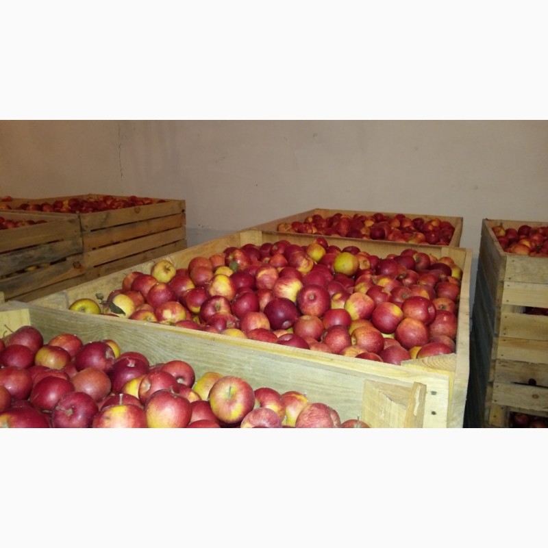 Фото 4. Продам яблоки оптом с холодильника
