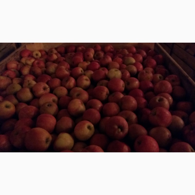 Фото 8. Продам яблоки оптом с холодильника