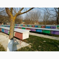 Бджолопакети карпатської породи бджіл на 2019