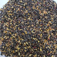 Продам насіння суданки Голубівська 25 (темне зерно)