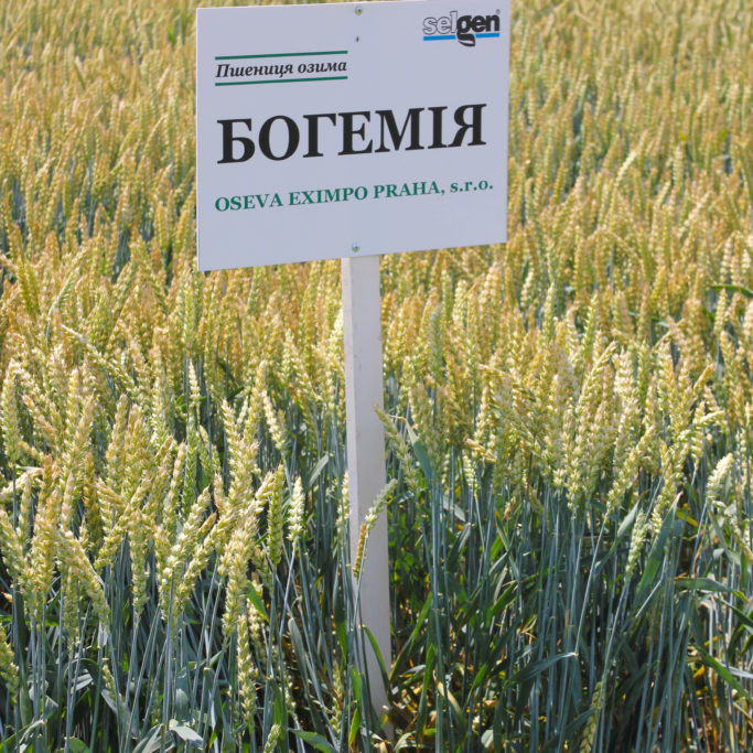 Фото 3. Насіння озимої пшениці Турандот, Чехія, Німеччина 1 репродукція