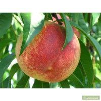 Фото 3. Продам садженці персика