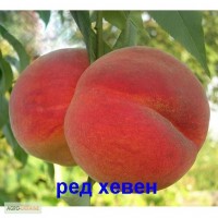 Фото 2. Продам садженці персика