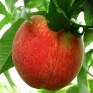 Продам садженці персика