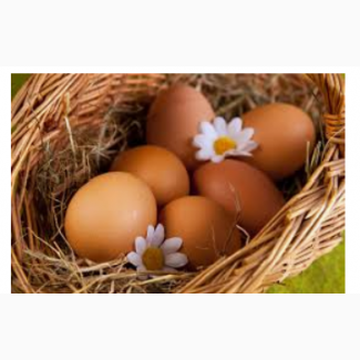 Редбро яйца инкубационые
