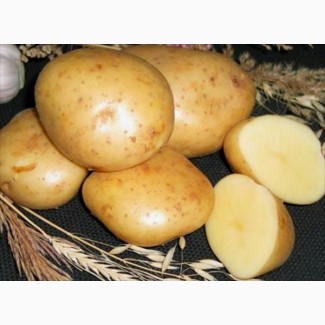 Картошка оптом сорт галла