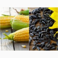 Продаются семена кукурузы и подсолнечника по низким ценам