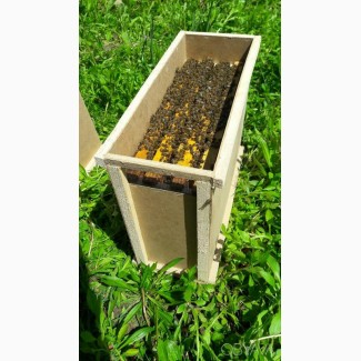 Бджолопакети, Бджоломатки Бакфаст