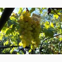 Саджанець винограду столових сортів (Україна)