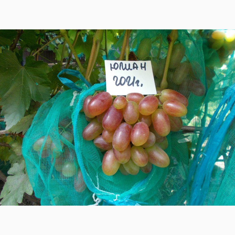 Фото 2. Саджанець винограду столових сортів (Україна)