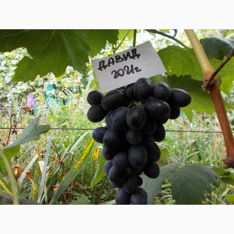 Фото 4. Саджанець винограду столових сортів (Україна)