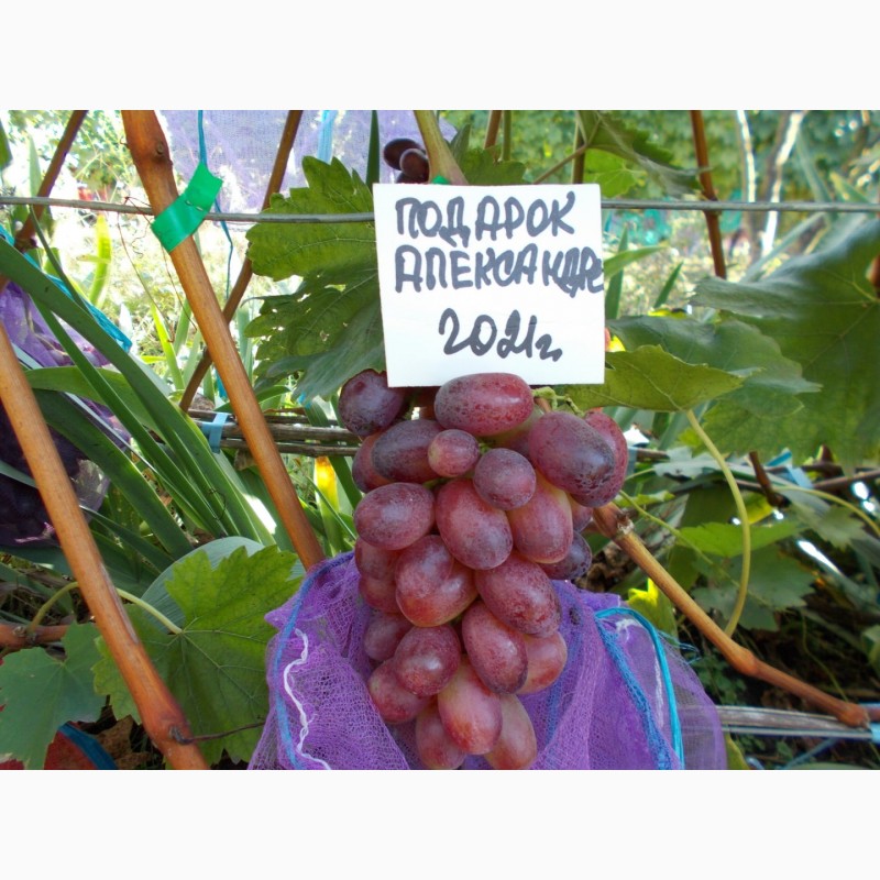 Фото 6. Саджанець винограду столових сортів (Україна)