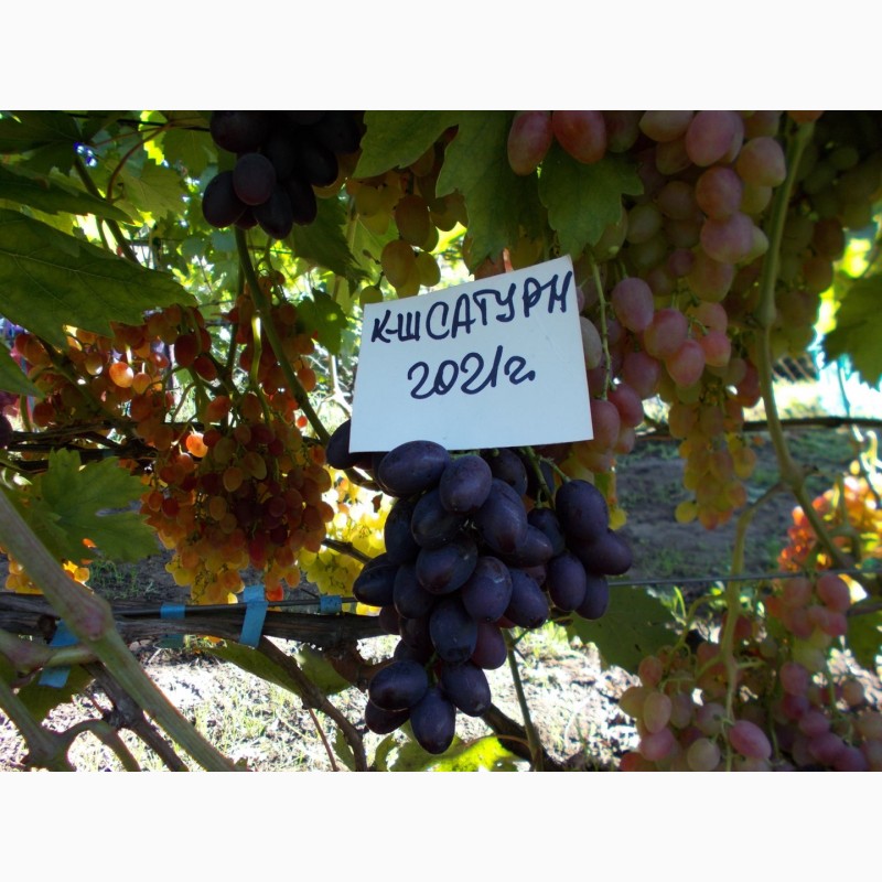 Фото 7. Саджанець винограду столових сортів (Україна)