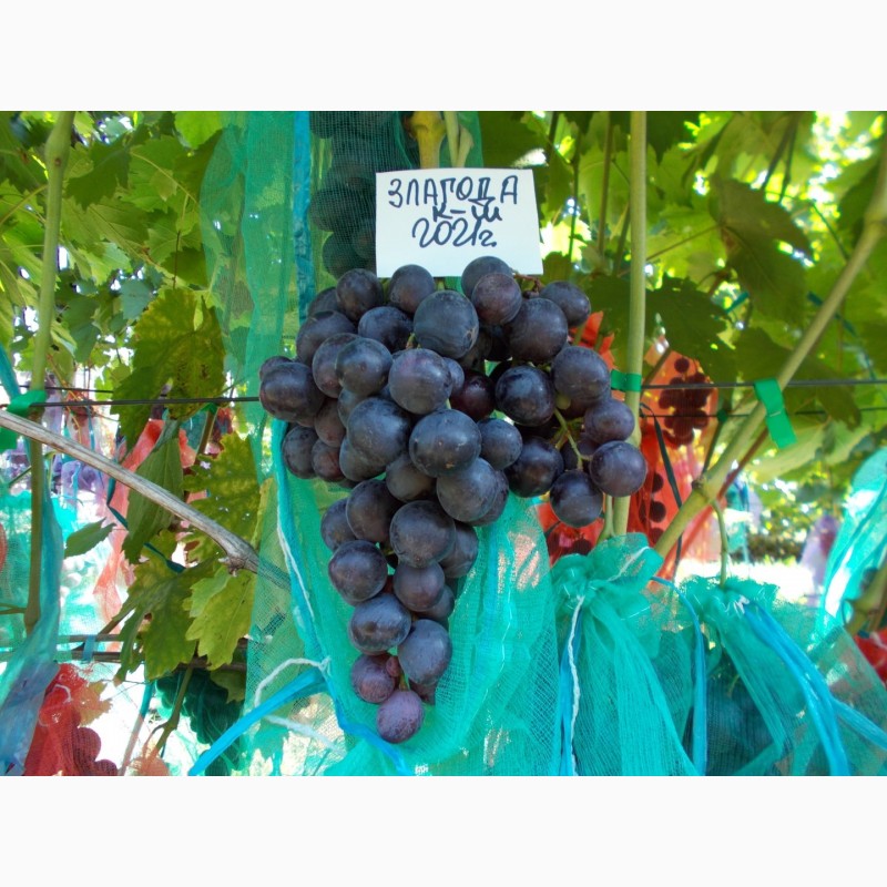 Фото 8. Саджанець винограду столових сортів (Україна)