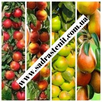 Открыт сезон на продажу плодовых деревьев и кустарников на ВЕСНУ 2024 Сад растений