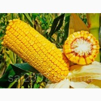 Семена гибрида кукурузы Хотин ФАО 280