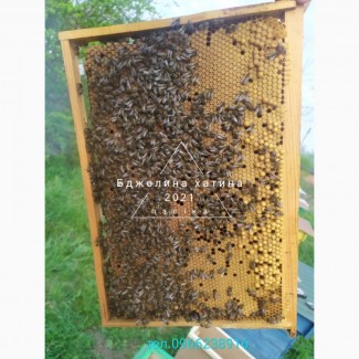 Бджолосім#039;ї та бджолопакети на 2022р