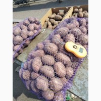 Картопля Bellarosa (продаж від 10 кг)