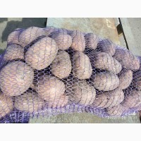 Картопля Bellarosa (продаж від 10 кг)