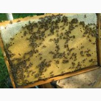 Продам 300 бджолопакетів з власної пасіки