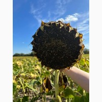 СОНЯЧНИЙ НАСТРІЙ насіння соняшнику