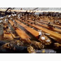 Продам бджолосім#039; ї